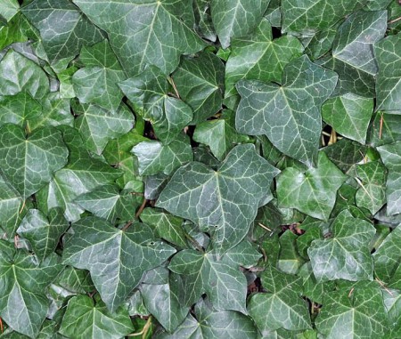 Hedera helix